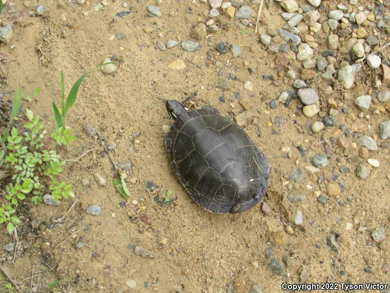 Midland Painted Turtle (Chrysemys picta marginata)