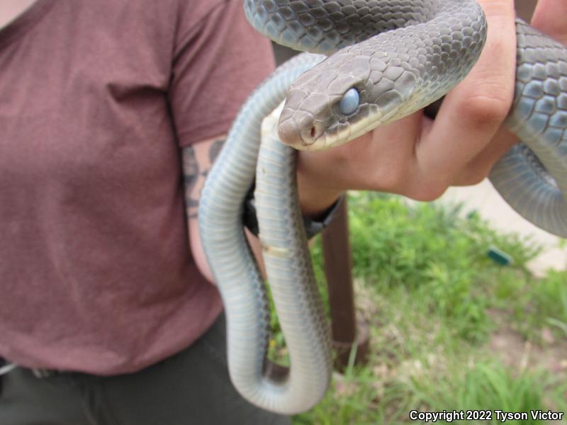 Blue Racer (Coluber constrictor foxii)