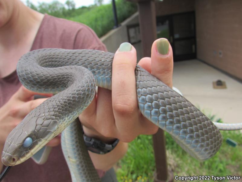 Blue Racer (Coluber constrictor foxii)