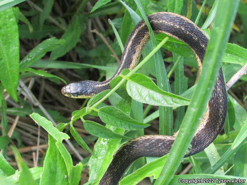 Eastern Gartersnake (Thamnophis sirtalis sirtalis)