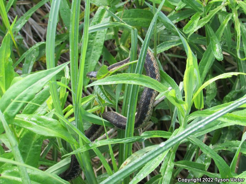 Eastern Gartersnake (Thamnophis sirtalis sirtalis)