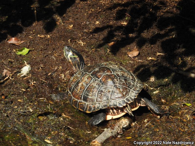 Yellow-bellied Slider (Trachemys scripta scripta)