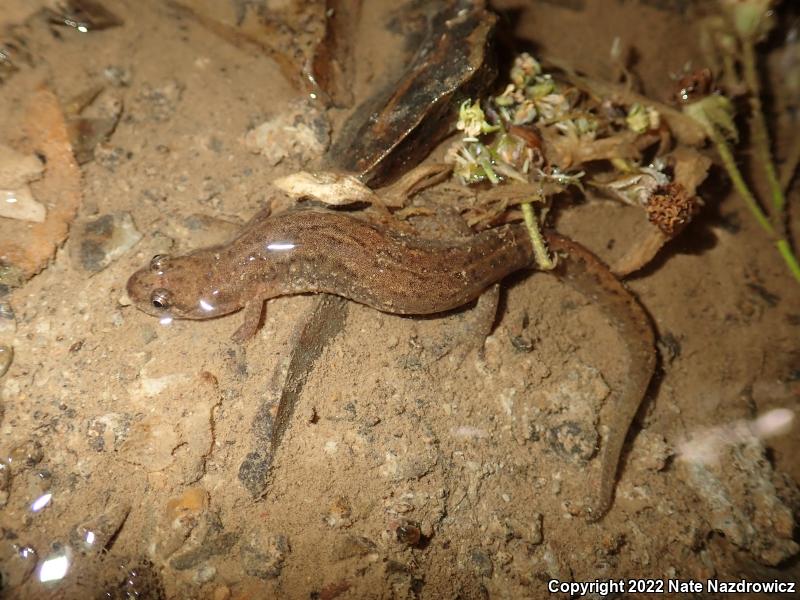 Northern Dusky Salamander (Desmognathus fuscus)