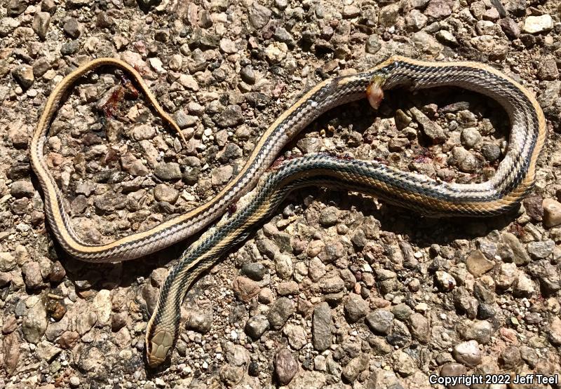 Western Patch-nosed Snake (Salvadora hexalepis)