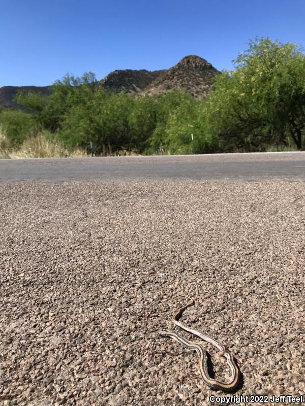 Western Patch-nosed Snake (Salvadora hexalepis)