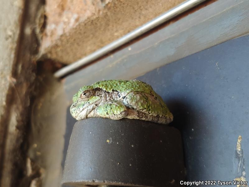 Gray Treefrog (Hyla versicolor)