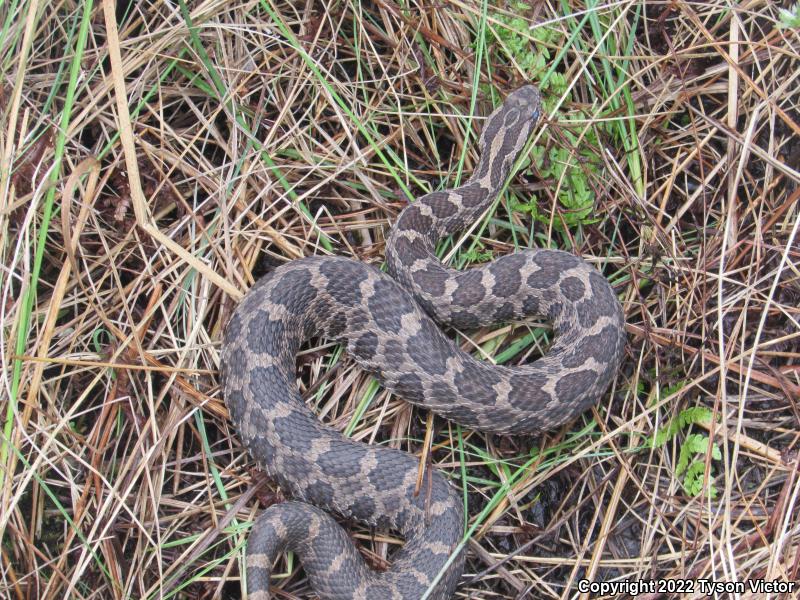 Eastern Massasauga (Sistrurus catenatus catenatus)