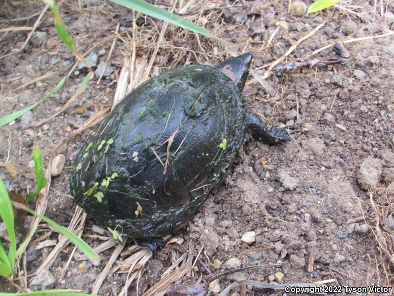 Eastern Musk Turtle (Sternotherus odoratus)