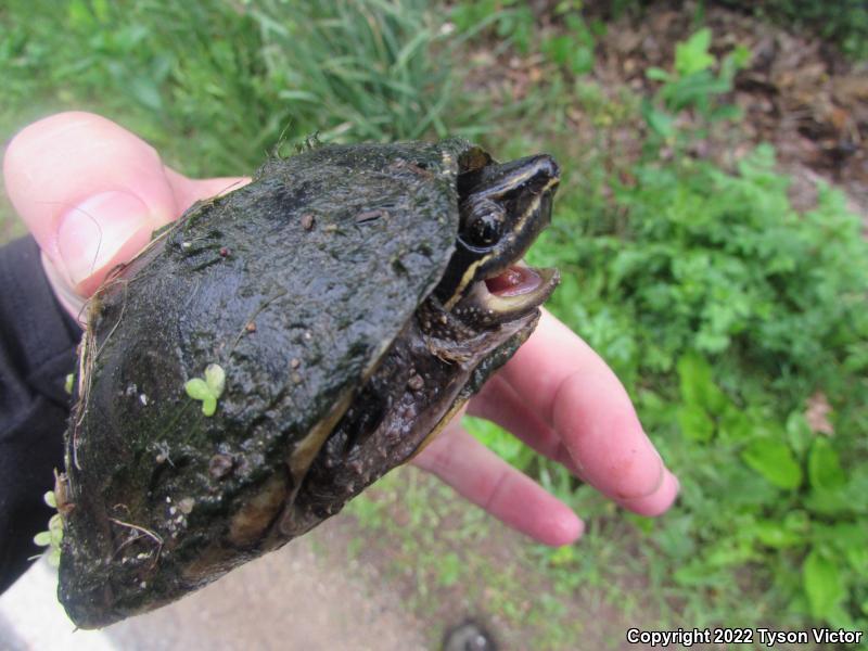 Eastern Musk Turtle (Sternotherus odoratus)