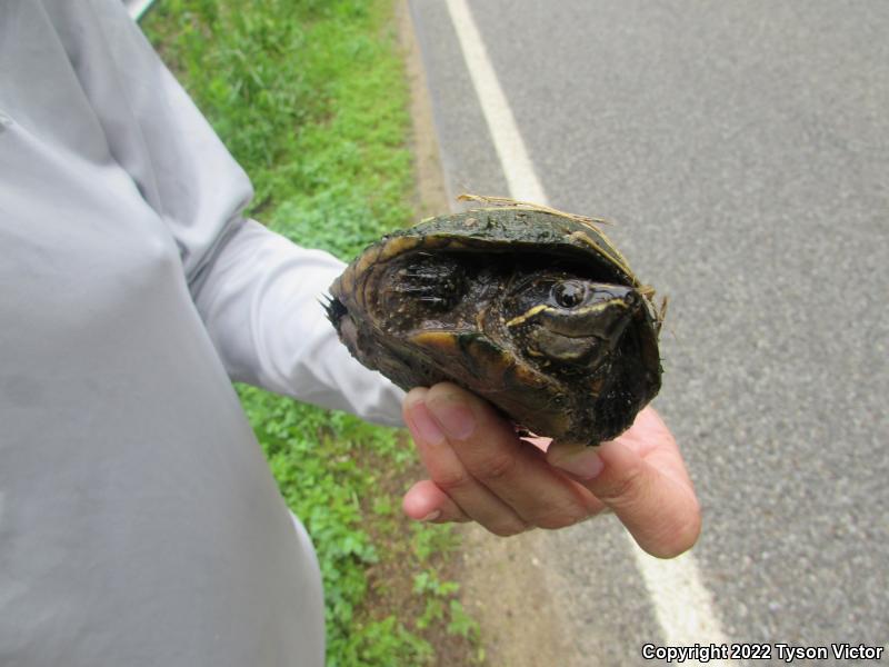 Eastern Musk Turtle (Sternotherus odoratus)