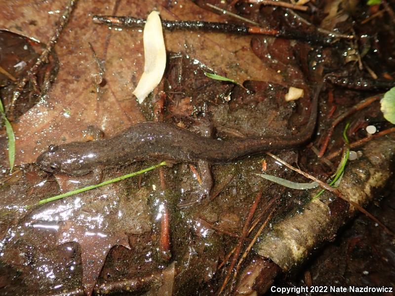 Northern Dusky Salamander (Desmognathus fuscus)