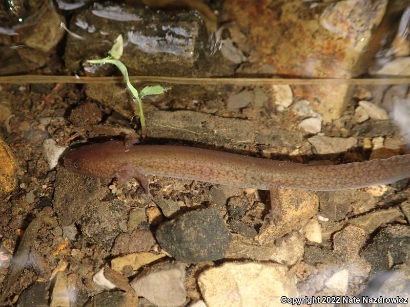 Northern Spring Salamander (Gyrinophilus porphyriticus porphyriticus)