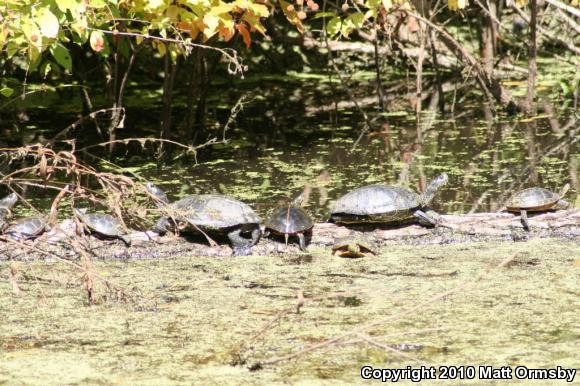 Red-eared Slider (Trachemys scripta elegans)