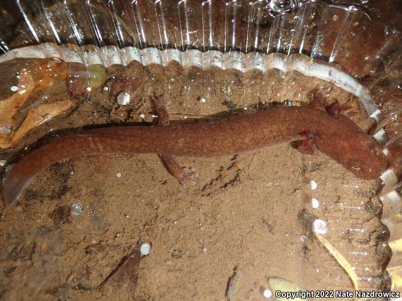 Northern Spring Salamander (Gyrinophilus porphyriticus porphyriticus)