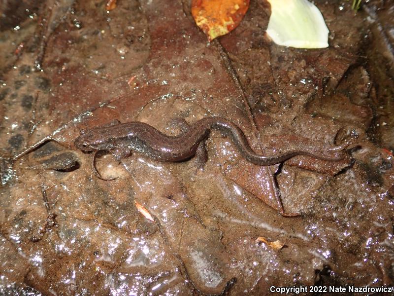 Northern Dusky Salamander (Desmognathus fuscus)