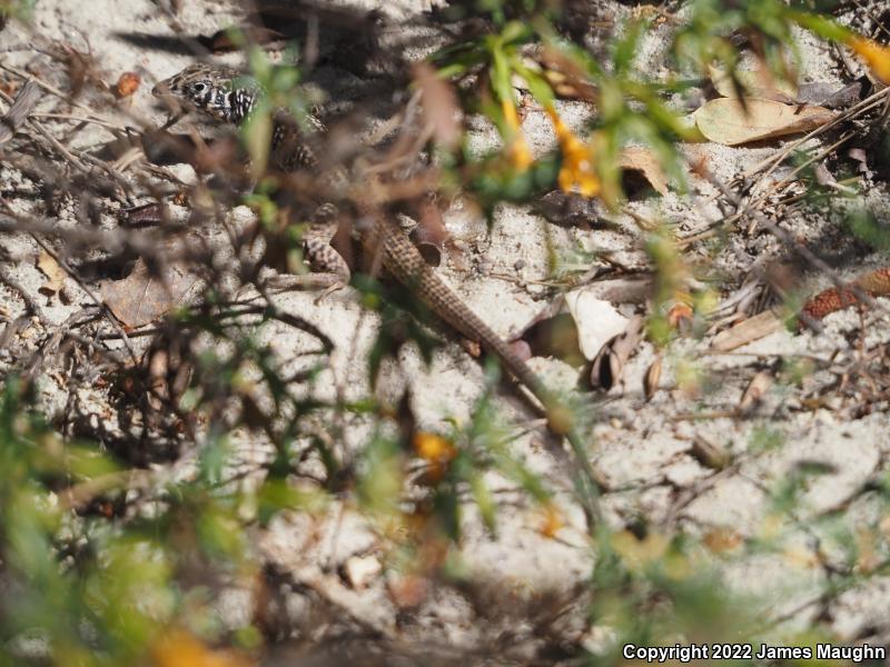 California Whiptail (Aspidoscelis tigris munda)