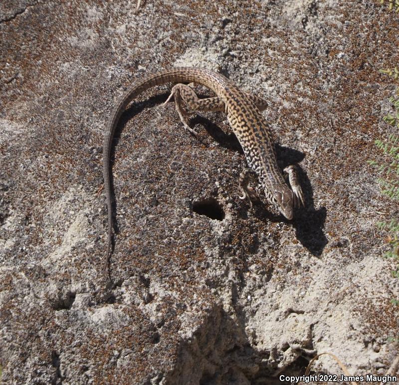 California Whiptail (Aspidoscelis tigris munda)