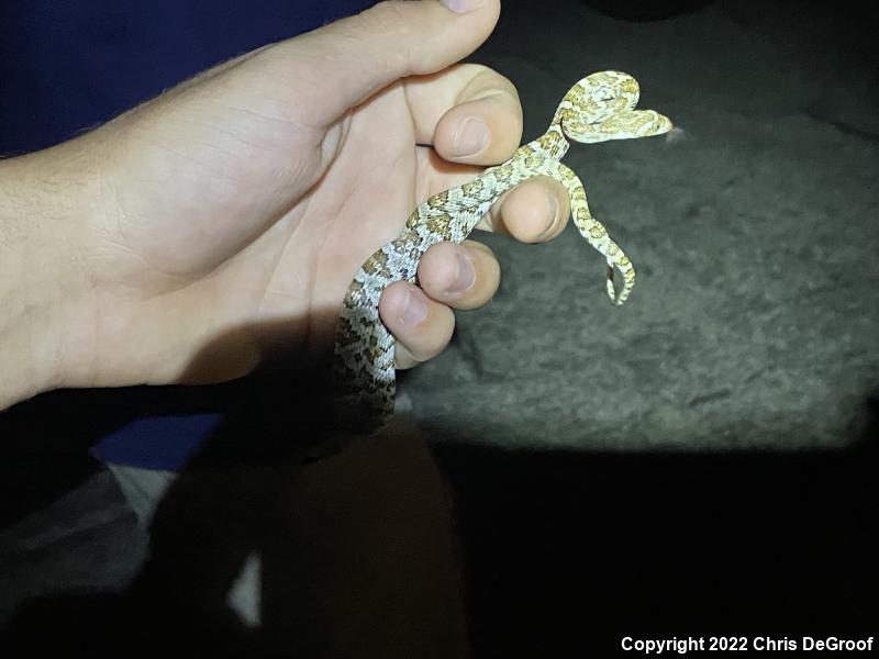 Baja California Lyresnake (Trimorphodon biscutatus lyrophanes)