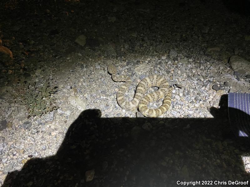 Southwestern Speckled Rattlesnake (Crotalus mitchellii pyrrhus)