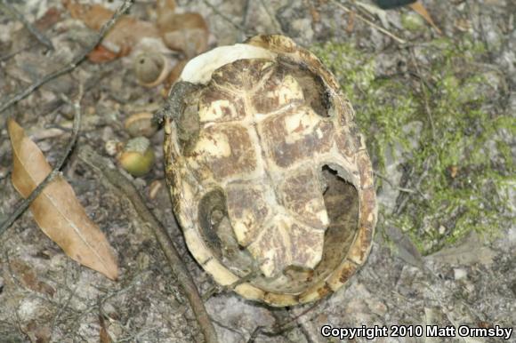 Eastern Musk Turtle (Sternotherus odoratus)