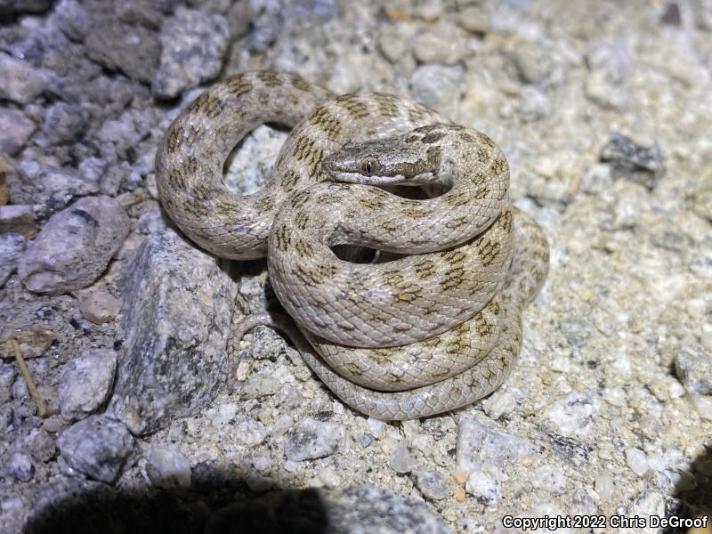 Desert Nightsnake (Hypsiglena chlorophaea)