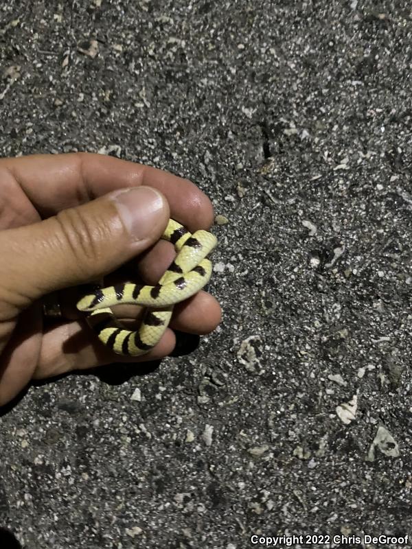 Mojave Shovel-nosed Snake (Chionactis occipitalis occipitalis)