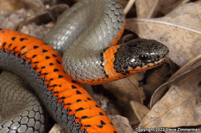 Regal Ring-necked Snake (Diadophis punctatus regalis)