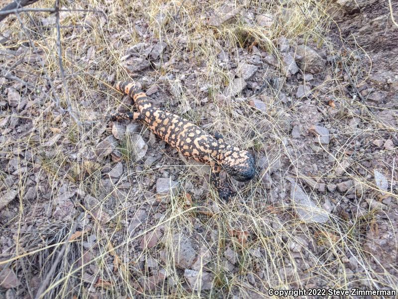 Gila Monster (Heloderma suspectum)