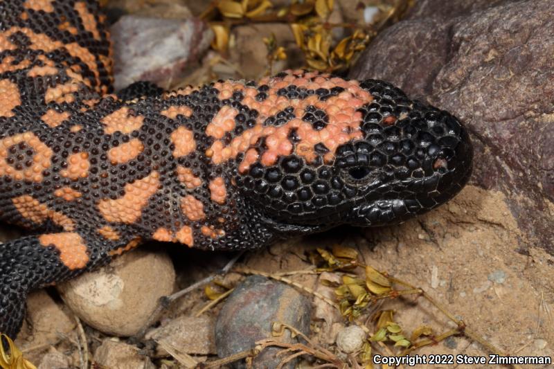 Gila Monster (Heloderma suspectum)