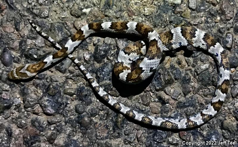 Sonoran Lyresnake (Trimorphodon biscutatus lambda)