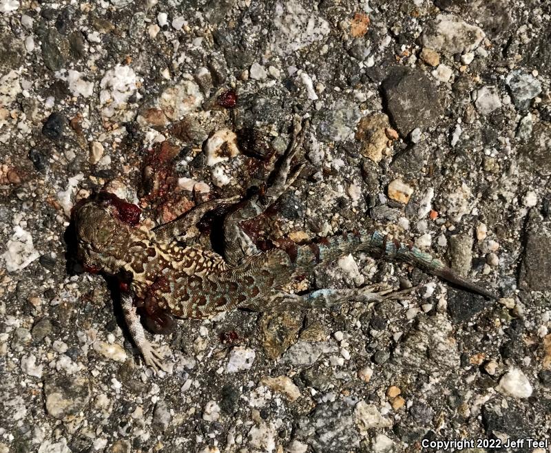 Western Side-blotched Lizard (Uta stansburiana elegans)