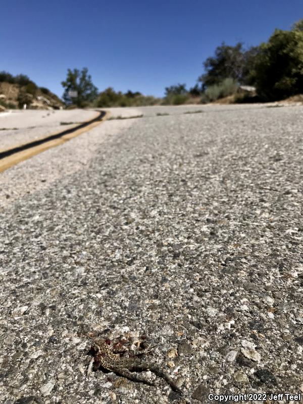 Western Side-blotched Lizard (Uta stansburiana elegans)