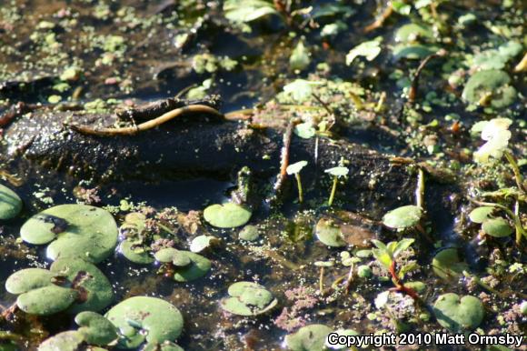 Eastern Cricket Frog (Acris crepitans crepitans)