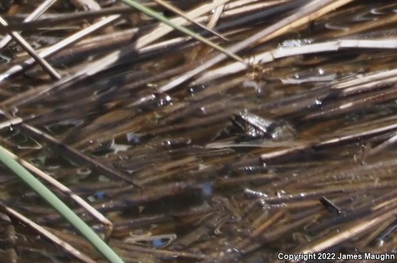 California Red-legged Frog (Rana draytonii)