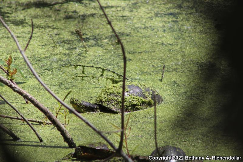 Blanding's Turtle (Emydoidea blandingii)