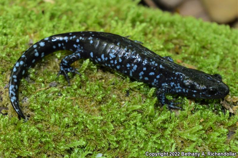 Blue-spotted Salamander (Ambystoma laterale)