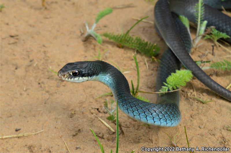 Blue Racer (Coluber constrictor foxii)