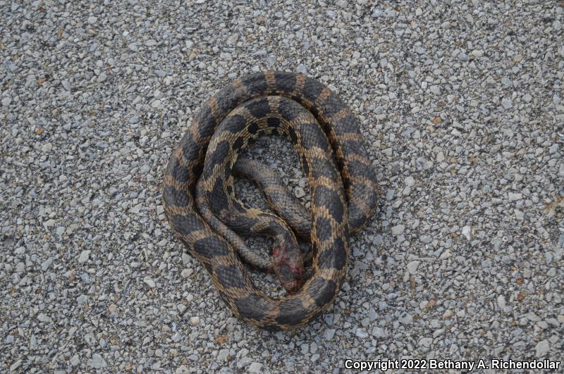 Eastern Foxsnake (Pantherophis gloydi)