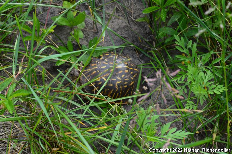 Ornate Box Turtle (Terrapene ornata ornata)