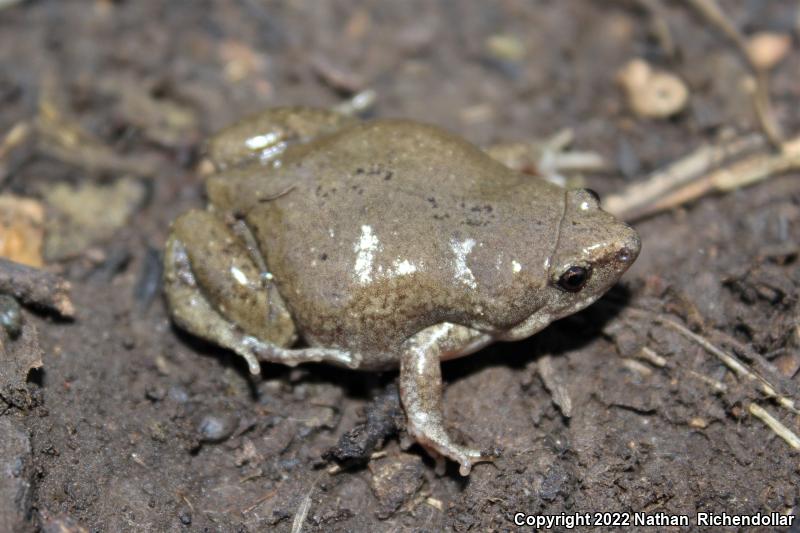 Western Narrow-mouthed Toad (Gastrophryne olivacea)