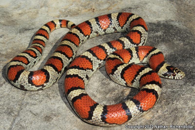 Central Plains Milksnake (Lampropeltis triangulum gentilis)