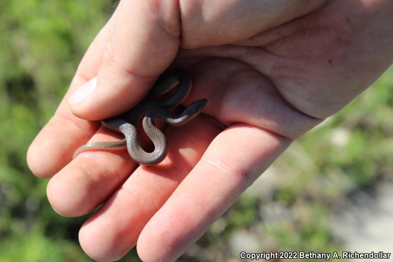 Rough Earthsnake (Virginia striatula)