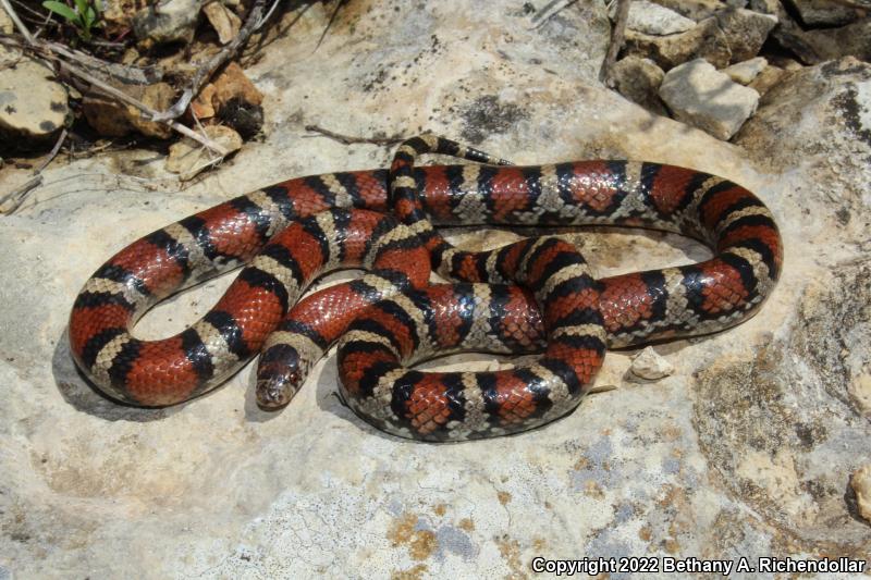 Central Plains Milksnake (Lampropeltis triangulum gentilis)