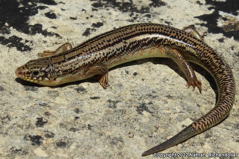 Great Plains Skink (Plestiodon obsoletus)