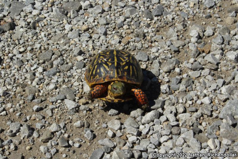 Ornate Box Turtle (Terrapene ornata ornata)