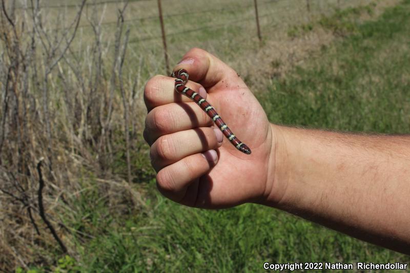 Central Plains Milksnake (Lampropeltis triangulum gentilis)