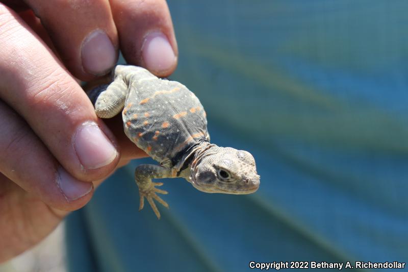 Eastern Collared Lizard (Crotaphytus collaris)