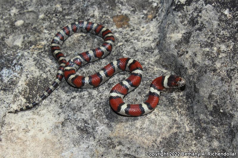 Central Plains Milksnake (Lampropeltis triangulum gentilis)