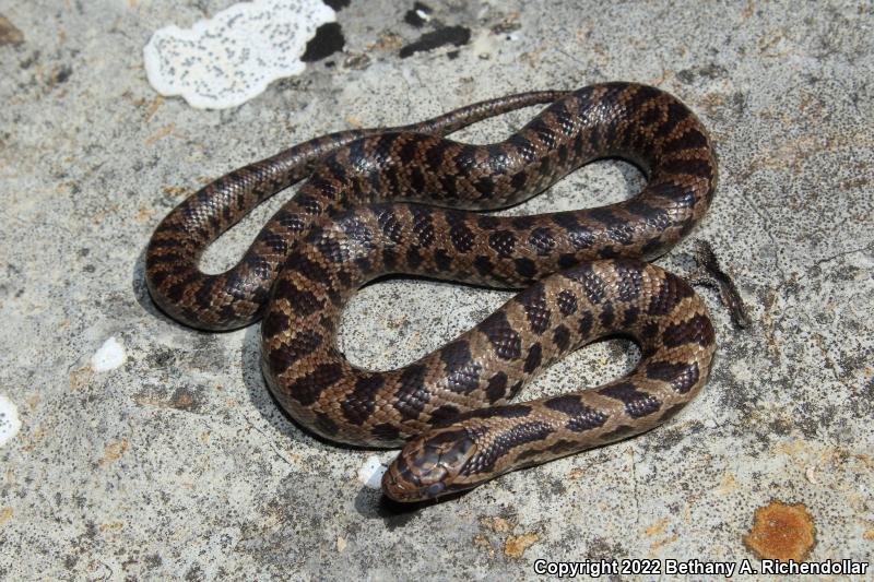 Prairie Kingsnake (Lampropeltis calligaster calligaster)