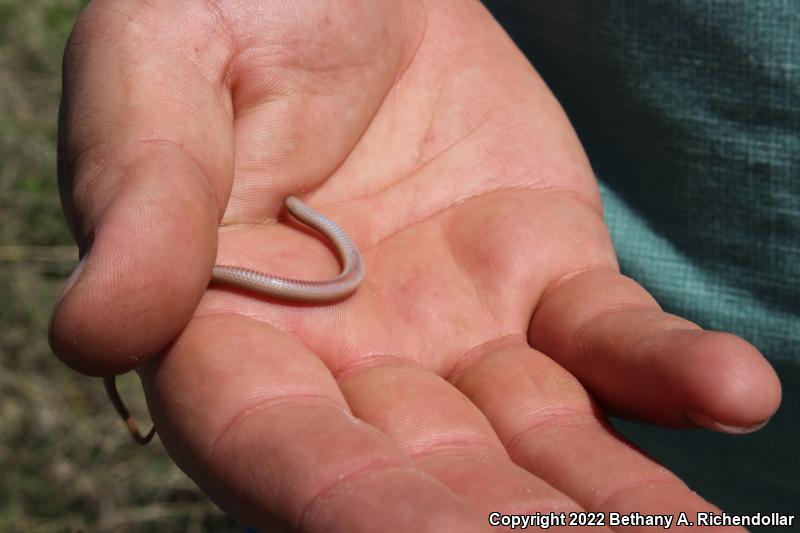 Flat-headed Snake (Tantilla gracilis)